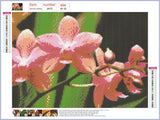 Full Diamond Painting kit - Phalaenopsis