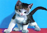Full Diamond Painting kit - Cute kitten