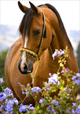 Full Diamond Painting kit - Beautiful horse