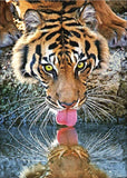 Full Diamond Painting kit - Tiger drinking water