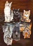 Full Diamond Painting kit - Cats and tigers