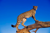 Full Diamond Painting kit - Leopard on the tree