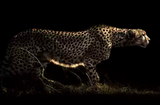 Full Diamond Painting kit - Leopard