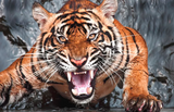 Full Diamond Painting kit - Ferocious tiger