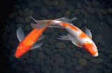 Full Diamond Painting kit - Koi fish