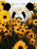 Full Diamond Painting kit - panda on flowers