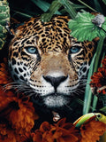 Full Diamond Painting kit - Leopard on the flowers