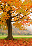 Full Diamond Painting kit - Maple tree in late autumn