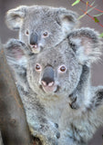 Full Diamond Painting kit - Cute koalas