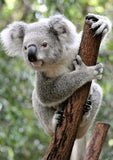 Full Diamond Painting kit - Cute koala