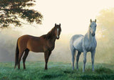 Full Diamond Painting kit - Two horses