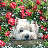 Full Diamond Painting kit - West Highland White Terrier